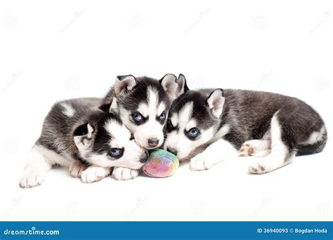 Siberian Husky Puppies Playing with a Ball Stock Image - Image of cute, hairy: 36940093