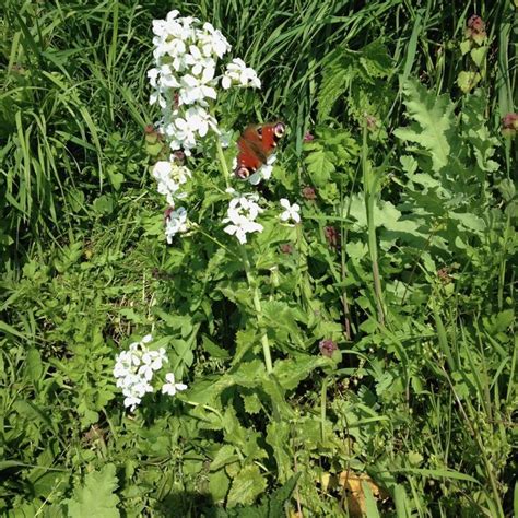 Dagpauwoog Op Witte Judaspenning In Particuliere Tuin Te Oosterbeek