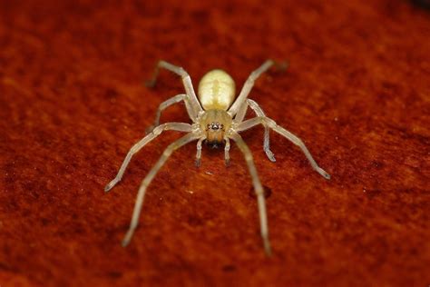 Common Spiders to Watch for In Colorado | Poisonous and Non-Venomous Species - Uncover Colorado