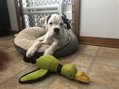 I was given the runt of “pure bred” pitbulls but the more I look at her the more I’m thinking