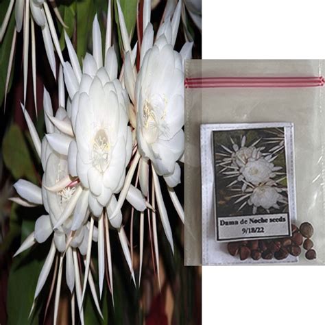 Dama de noche flower Plant seeds | Shopee Philippines