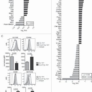 Genes involved in migration and adhesion are differentially expressed ... 