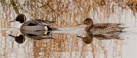 The NHBS Guide to UK Duck Identification