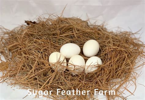 Silkie Showgirl Chicken Sugar Feather Farm