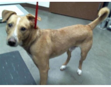 Mesa AZ Border Collie Meet BAXTER A Pet For Adoption AdoptaPet