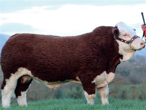 Simmental Goldselect Hayvancılık