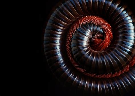 roundback images    freepik