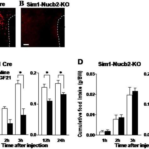 Knockout Of Nucb In Pvn Abolishes The Anorexigenic Effect Of Fgf