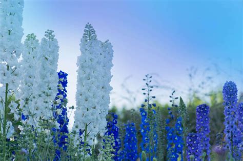 Delphinium Flower Meaning And Important Symbolism Of Different Varieties