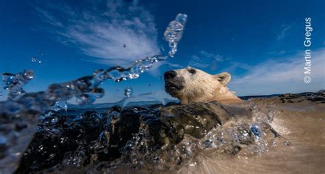 Wildlife Photographer Of The Year