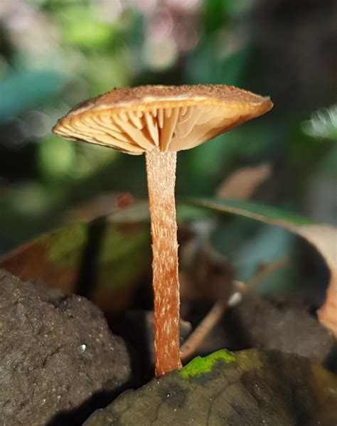 Common Gilled Mushrooms And Allies From Strickland State Forest