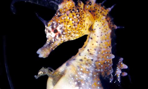 Pregnancy In Male Seahorses And Human Mothers Is Surprisingly Similar