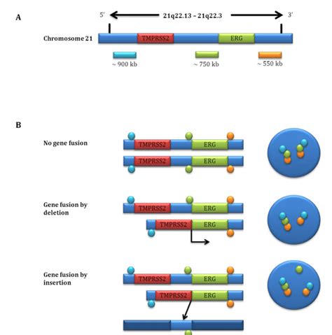 A Schematic Map Of The Tmprss And Erg Gene Regions On Chromosome