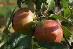 Buy Rubinette Apple Tree Online Crj Fruit Trees Nursery Uk