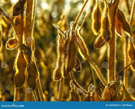 Planta De Feij O De Soja No Campo Em Brasil Foco Seletivo Imagem De