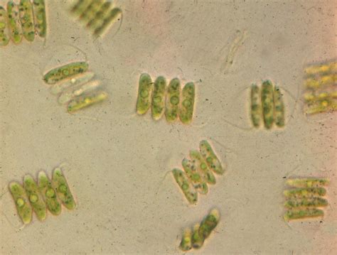 Green algae | Photosynthesis, Chloroplasts, Autotrophs | Britannica