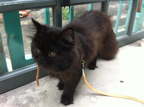 Wts Kucing Parsi Persian Cat Untuk Dijual Hotlips Corner