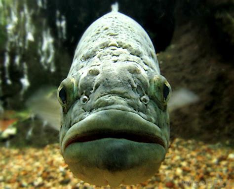 Smallmouth Bass Biology | Ontario Bass Fishing