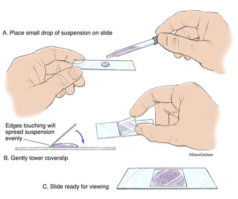 Preparation Of Different Types Of Mount Overall Science