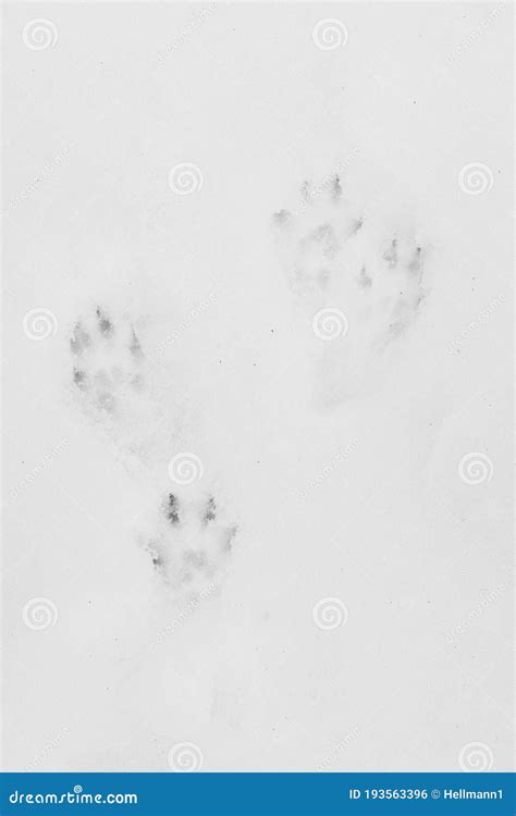 Squirrel Tracks stock photo. Image of footprint, background - 193563396