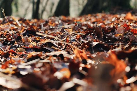 Forest Leaves Autumn Free Photo On Pixabay Pixabay