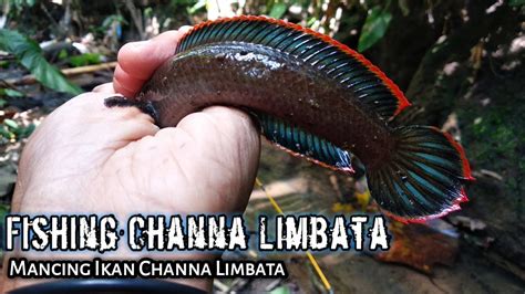 Warna Jos Pasti Mahal Mancing Channa Limbata Ikan Gabus Hias Youtube