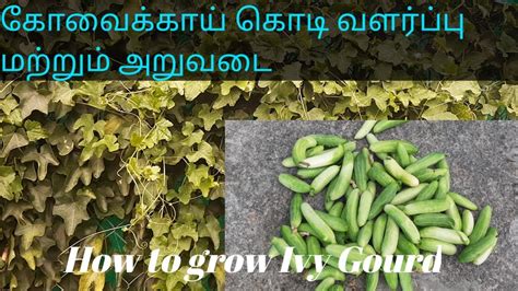 கோவைக்காய் கொடி வளர்ப்பு மற்றும் அறுவடை How To Grow Ivy Gourd Youtube