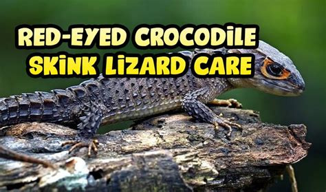 Red Eyed Crocodile Skink Lizard Care Red Eyed Crocodile Skink Crocodile Skink Lizard