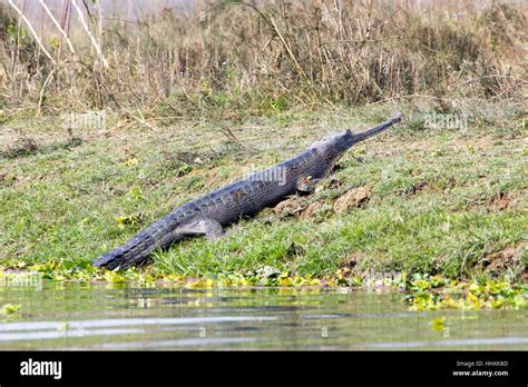 Gharial Crocodile, Chitwan National Park, Nepal Stock Photo - Alamy