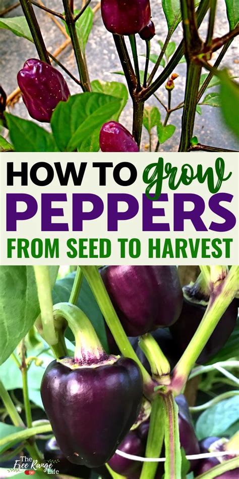 Quick Start Guide To Growing Peppers In Your Garden Growing Peppers