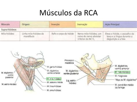 Pescoço anatomia o que um médico generalista precisa saber de