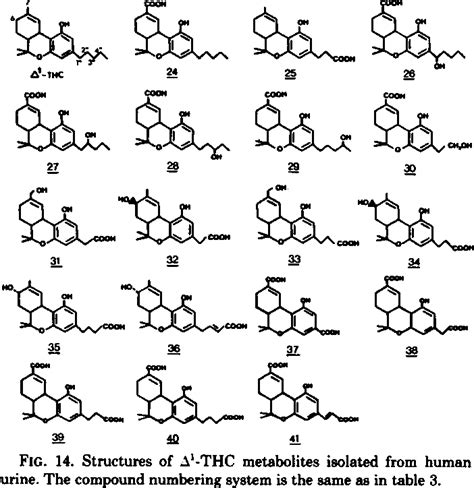 Figure 2 From Pharmacokinetics And Metabolism Of Delta 1 Tetrahydrocannabinol And Other