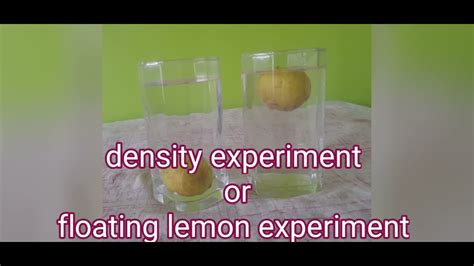 Floating Lemon Experiment Experiment Of Density Using Lemon Science Experiment Density