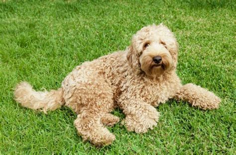 Labradoodle Dog Breed Information | DogExpress