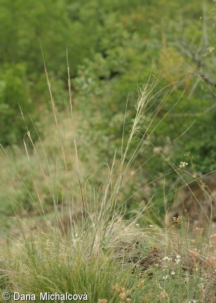 Stipa Capillata Kavyl Vl Skovit Pladias Datab Ze Esk Fl Ry A