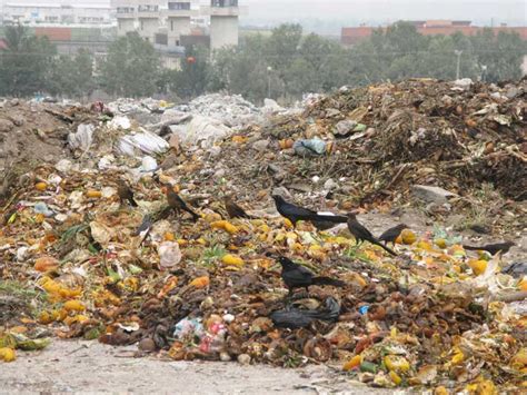 Residuos sólidos urbanos un grave problema ambiental Ciencia UNAM