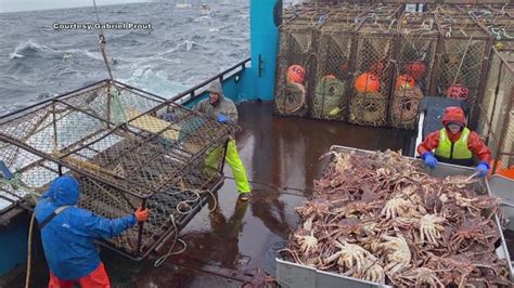 What Happened To Snow Crabs Billions Disappeared From Alaskan Waters