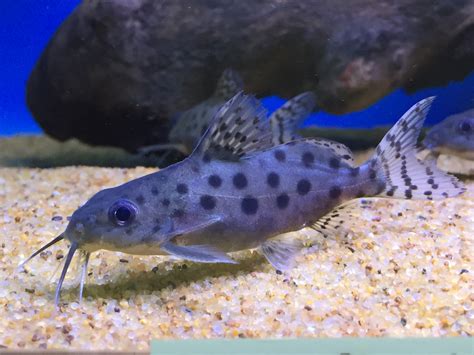 Ocellifer Catfish Synodontis Ocellifer