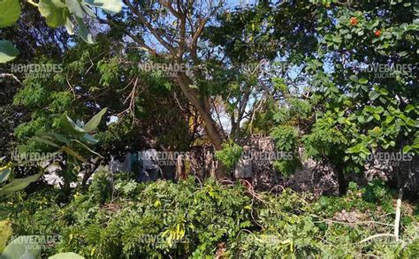 Muere hombre al caer de árbol que podaba en comisaría de Progreso