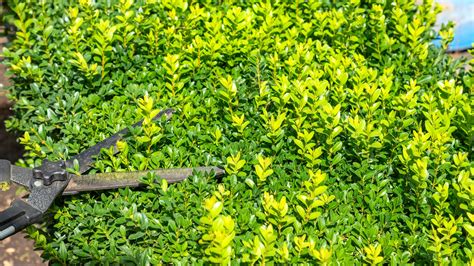 How To Prune Boxwood Shrubs