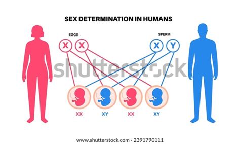 Sex Determination Humans Development Sexual Characteristics Stock