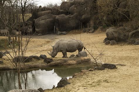 Rhinoceros Rhinos Zoo - Free photo on Pixabay - Pixabay