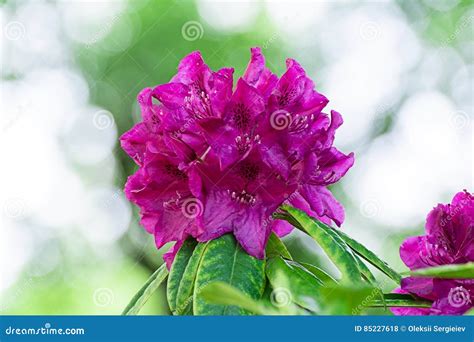 Flor Do Rododendro Foto De Stock Imagem De Vibrante 85227618