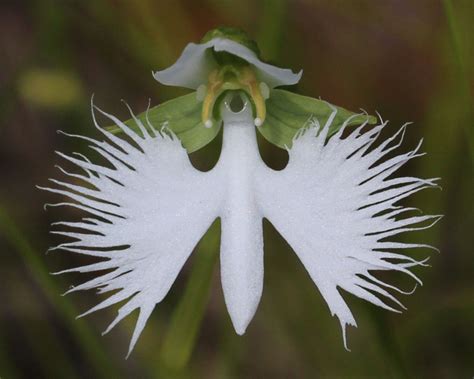 16 Flores Que Se Parecem Animais MDig