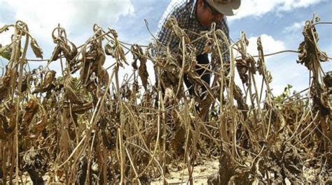 FAO pérdidas agrícolas por desastres en América Latina y el Caribe