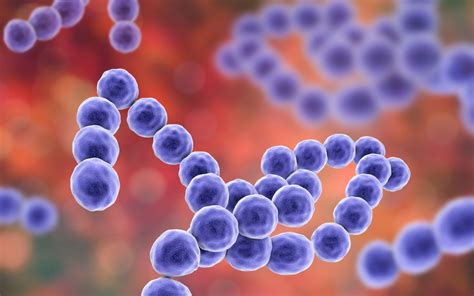 Streptococcus Pyogenes Heat Inactivated The Native Antigen Company