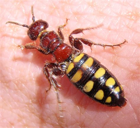 Wingless Female Flower Wasp from Tasmania - What's That Bug?