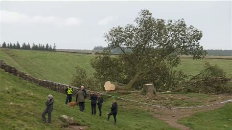 Uks Iconic Sycamore Gap Tree Cut Down By Vandals Channel News