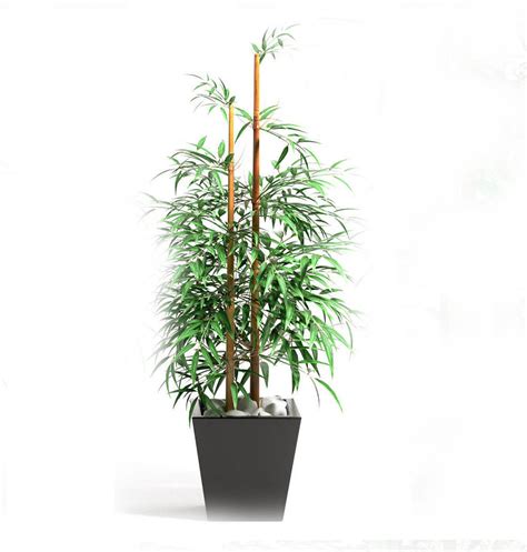 Bamboo Plant 3d Model Cgtrader