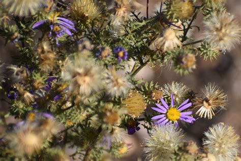 Tahoka Daisy: Standard Plant Tag - Pollinator Web